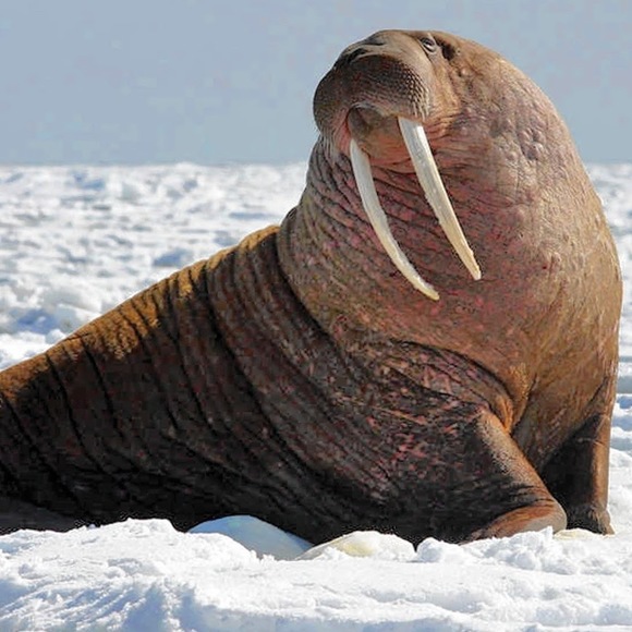 Meet your Posher, Tim - Picture 1 of 1